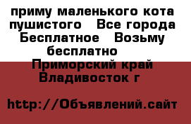 приму маленького кота пушистого - Все города Бесплатное » Возьму бесплатно   . Приморский край,Владивосток г.